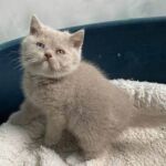 British shorthair, yeux vairons gene Dominant blue eyes, chatonne lilac