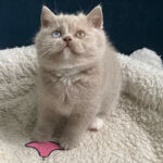 British shorthair, yeux vairons gene DBE, chaton lilac