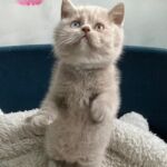 chat British shorthair, yeux impairs gene Dominant blue eyes, chatonne lilac