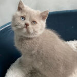 British shorthair, yeux vairons gene Dominant blue eyes, chaton lilac