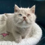 British shorthair, yeux impairs gene Dominant blue eyes, chatonne lilac
