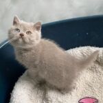 British shorthair, yeux vairons gene DBE, chatonne lilac