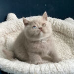 British shorthair, yeux vairons gene Dominant blue eyes, chatonne lilac