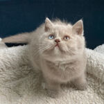 Chaton British shorthair, yeux vairons gene Dominant blue eyes, chatonne lilac