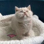 British shorthair, yeux vairons gene Dominant blue eyes, chatonne lilac
