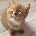 Chaton british cinnamon gene yeux bleus