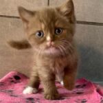 Chaton british cinnamon dominant blue eyes