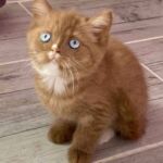 Chaton british cinnamon dominant blue eyes
