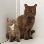 British shorthair cinnamon , la chatonne a les yeux bleus grace au gène dominant blue eyes