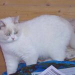 Biyanka chatte british shorthair fawn point et blanc