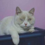 Biyanka chatte british shorthair fawn point et blanc