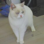 La belle Biyanka chatte british shorthair fawn point et blanc