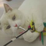 Biyanka chatte british shorthair fawn point et blanc