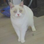 Biyanka british shorthair fawn point et blanc , pilier de l'élevage