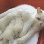 Biyanka british shorthair fawn point et blanc et ses chatons