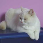 Biyanka reproductrice british shorthair fawn point et blanc