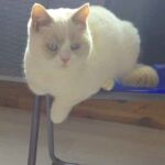 Biyanka minette british shorthair fawn point et blanc