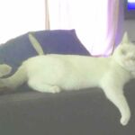 Biyanka chatte british shorthair fawn point et blanc