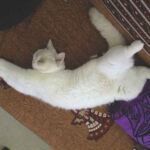 Biyanka chatte british shorthair fawn point et blanc, position typique des chats british