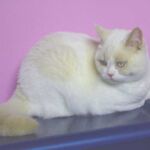 Biyanka chatte british shorthair fawn point et blanc l'hiver