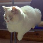 Biyanka chatte british shorthair fawn point et blanc