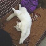 Biyanka chatte british shorthair fawn point et blanc
