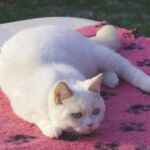 Biyanka chatte british shorthair fawn point et blanc pendant l'été