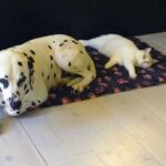 Biyanka chatte british shorthair fawn point et blanc avec son copain Hector le dalmatien