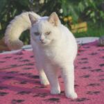 Biyanka chatte british shorthair fawn point et blanc
