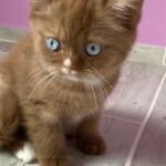 Chaton british yeux bleus cinnamon