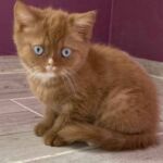 Chaton british DBE cinnamon
