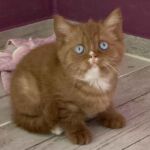 Chaton british yeux bleus cinnamon