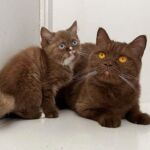 Maman british shorthair cinnamon avec sa fille cinnamon aux yeux bleus