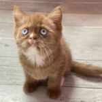 Chaton british cinnamon dominant blue eyes