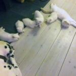 Les chatons british fawn point