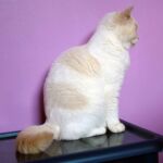 Biyanka chatte british shorthair fawn point et blanc, l'hiver