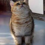 Karika Minette british shorthair black golden tabby