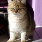 Karika Minette british shorthair black golden tabby