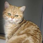 Karika Minette british shorthair black golden tabby