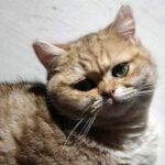 Karika Minette british shorthair black golden tabby