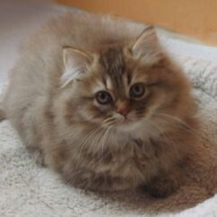 Jeune chat british longhair chocolat golden shaded