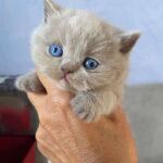 chatonne a réserver british lilac aux yeux bleus