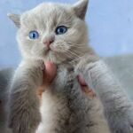 chat british lilas aux yeux bleus