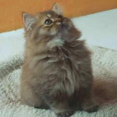 chatte british longhair chocolat golden shaded