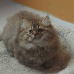 Chat british longhair chocolat golden shaded