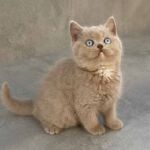 Chatonne british-shorthair-lilac-2-yeux-bleus, gène dominant Blue eyes