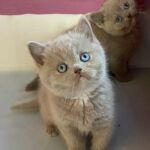 DBE : gène dominant blue eyes chez le chat british
