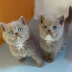 Chatons gène dominant blue eyes