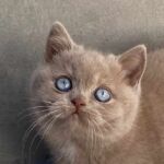 British-shorthair-lilac-2-yeux-bleus, gène dominant Blue eyes