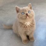 Chatonne british-shorthair-lilac-2-yeux-bleus, gène DBE